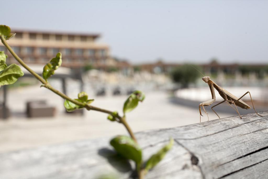 Eco Resort Dei Siriti Nova Siri Exterior foto
